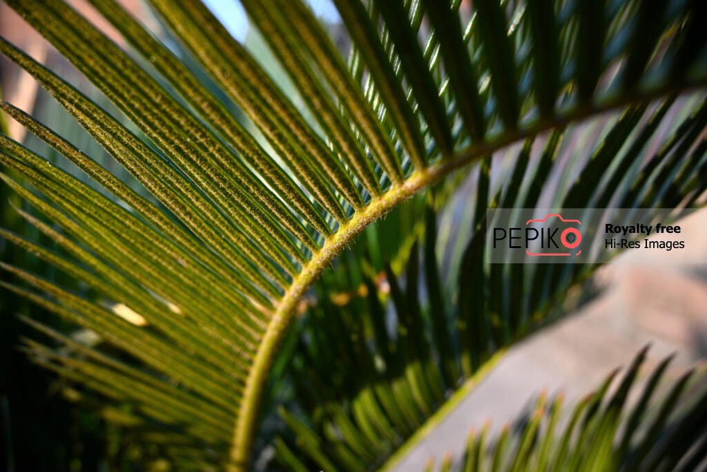 Closeup of palm leaf / leaves in pot