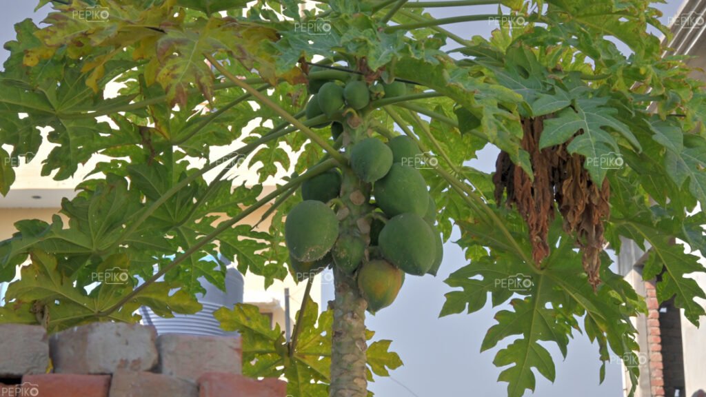 Closeup of papaya tree with raw papaya fruit with it