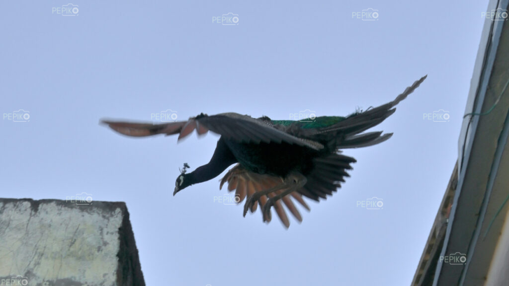 
									Picture of flying peacock