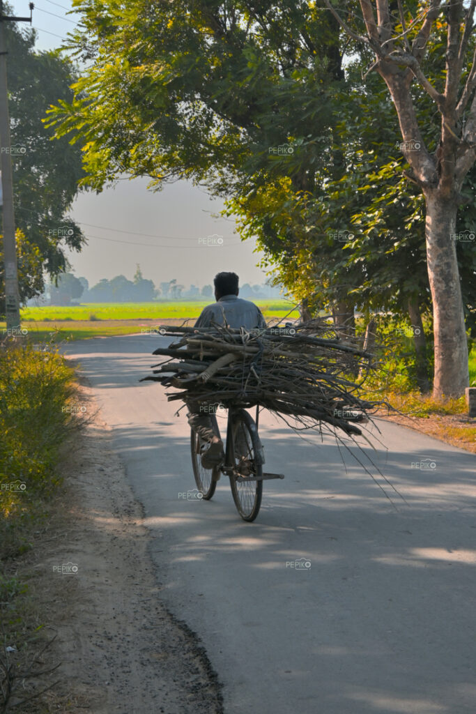A man carrying woods on his cycle / bicycle in village of Punjab