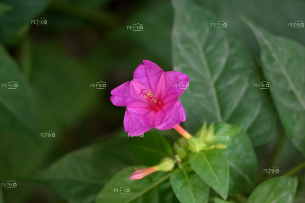 Red little flower with green leaves