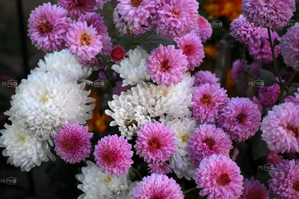 Closeup of pink flower boque