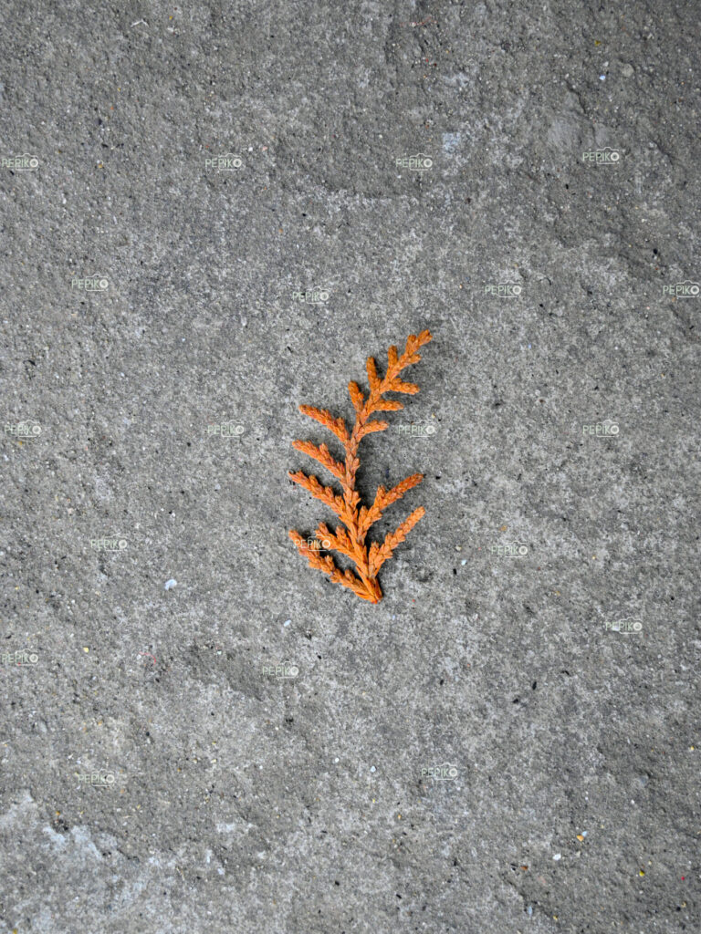 Closeup of dry leave / leaf on floor