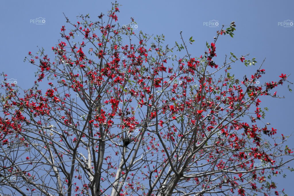 Huge old tree flooded with beautiful red flowers