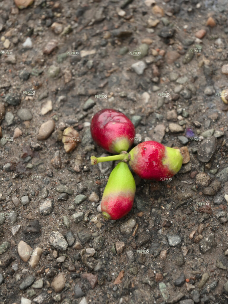 
									Close up raw Jammun / wild berry