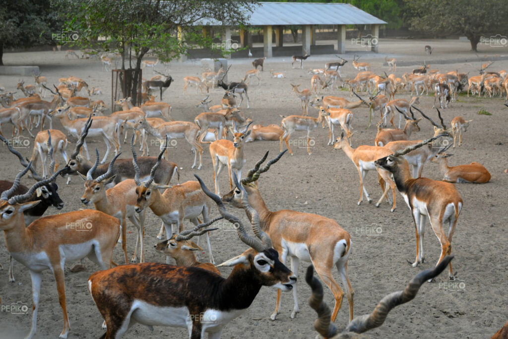 Deers in deer park in Mathura Varindavan