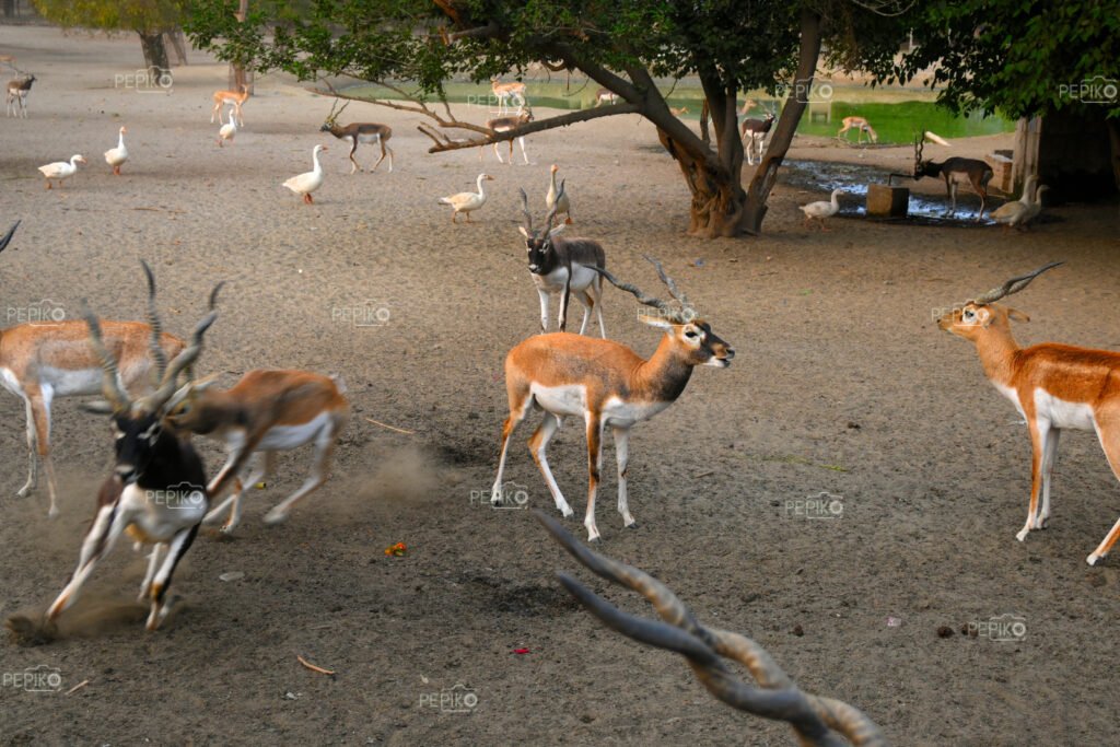 Deer park in Mathura Varindavan