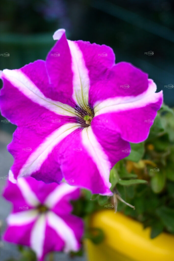 
									Red flower in flower vase