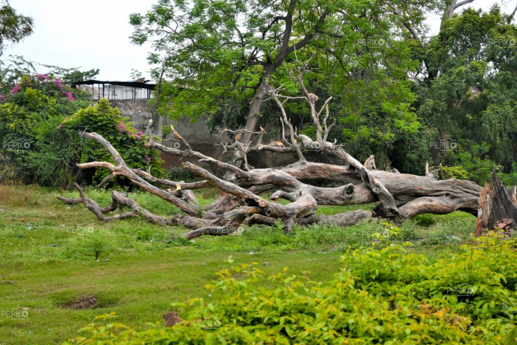 
									Lots of monkey on dead tree