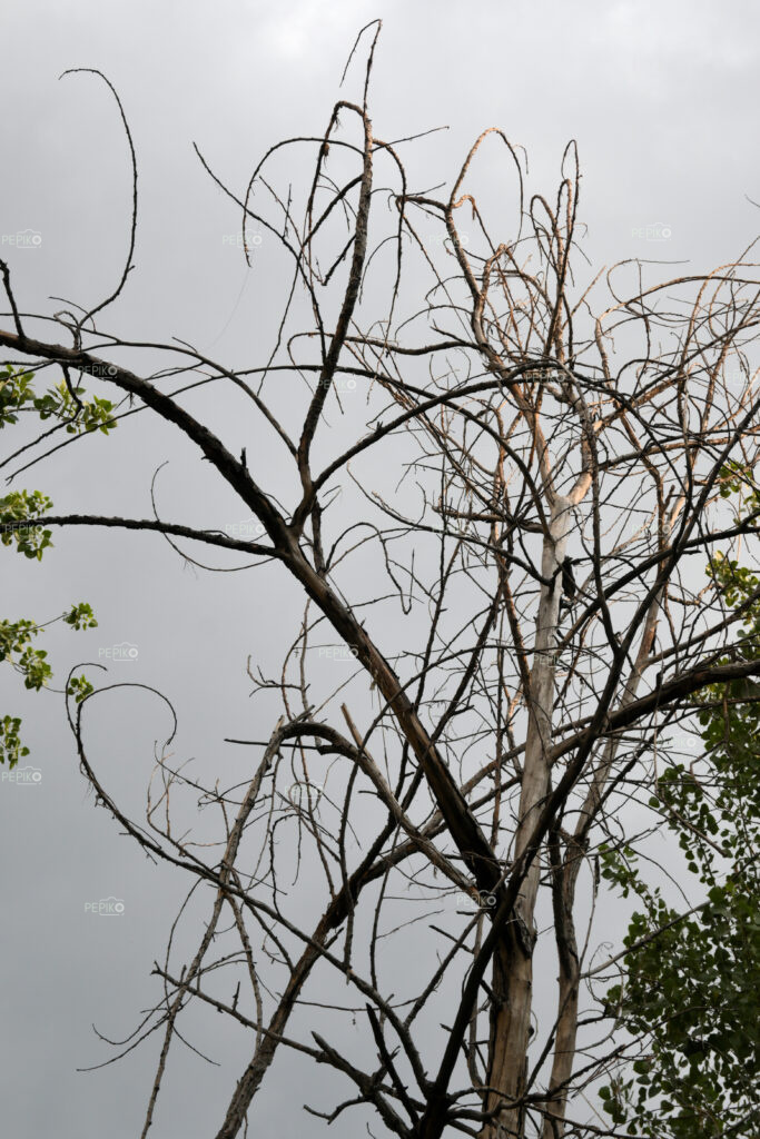 Dry tree in autumn season