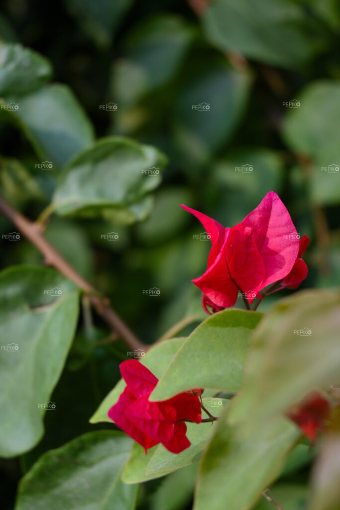 
									Closeup of red leave and green leaves in park