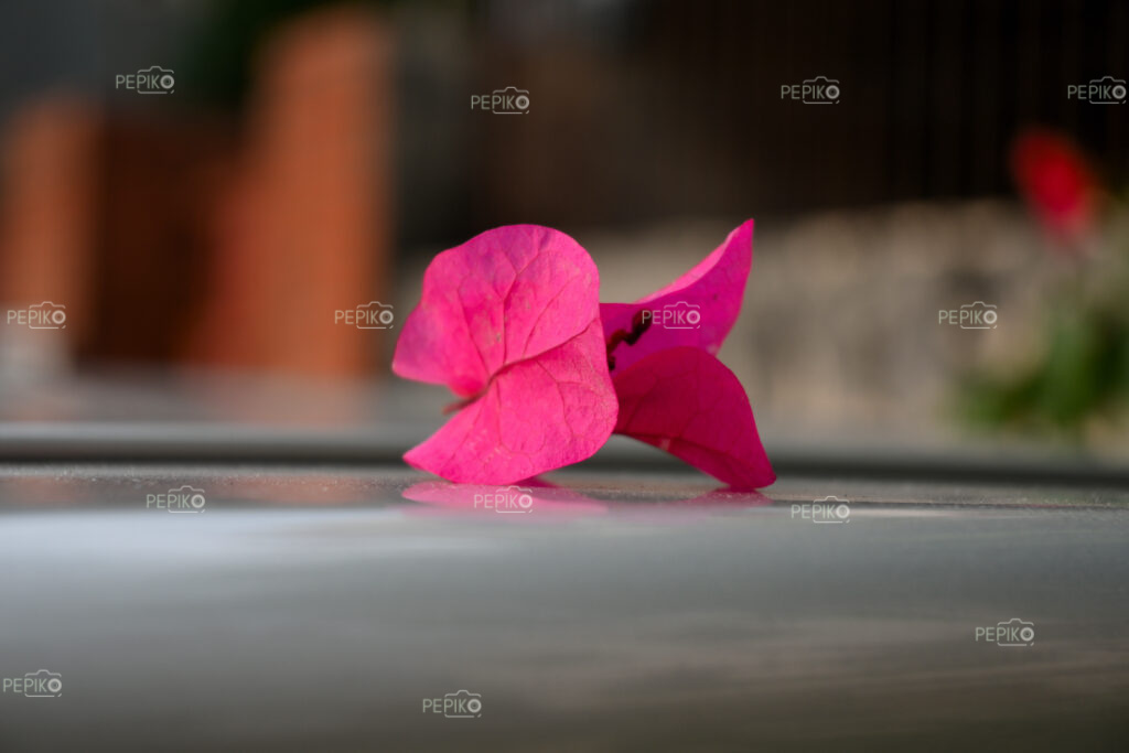 Closeup of red leaf