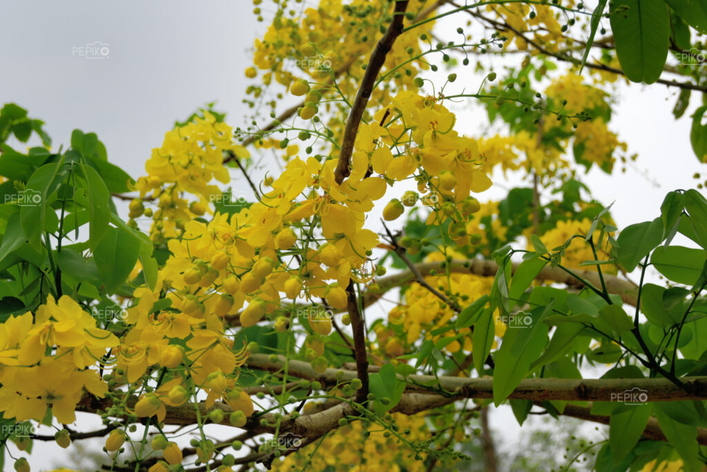 
									Bunch of yellow flower in autumn