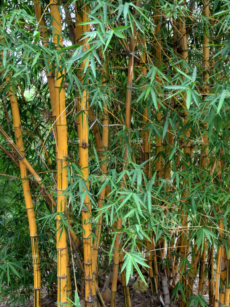 Yellow bamboo trees in woods